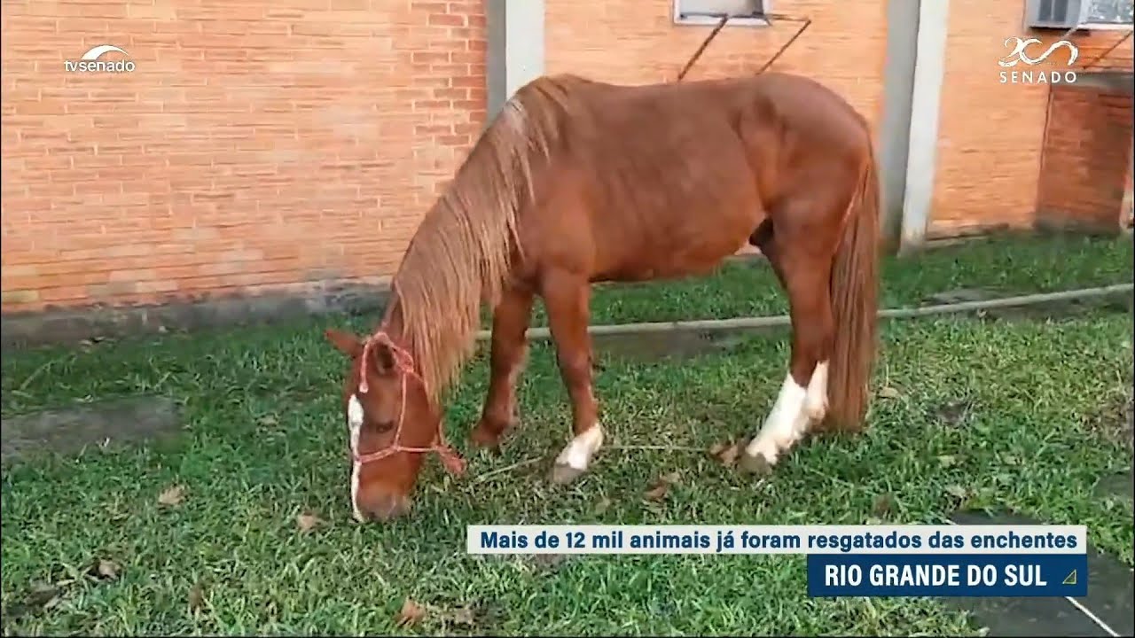 Mais de 12 mil animais já foram resgatados no Rio Grande do Sul — Senado Notícias