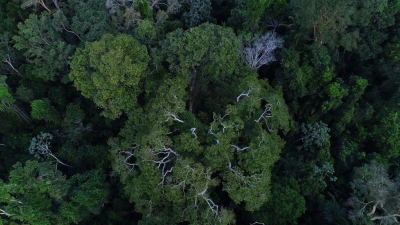 BNDES anuncia entidades escolhidas para recuperar floresta amazônica