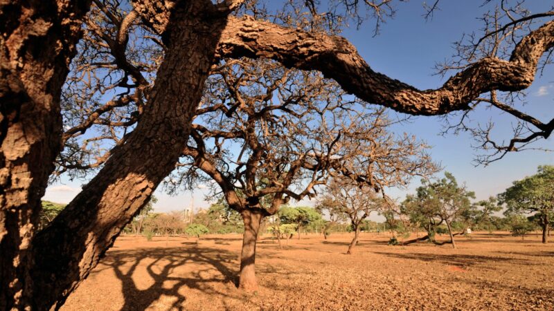 Avanço da desertificação na caatinga vai ser debatido na CMA, nesta terça — Senado Notícias