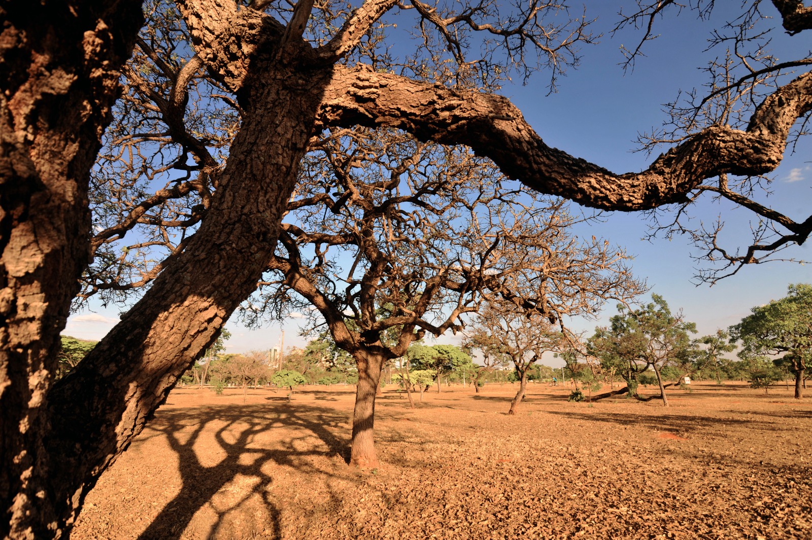 Avanço da desertificação na caatinga vai ser debatido na CMA, nesta terça — Senado Notícias