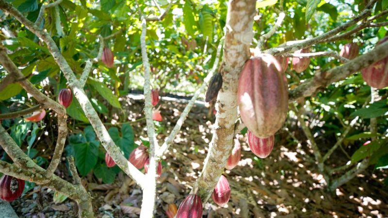 Produtoras de café e cacau contam como lidam com mudanças climáticas