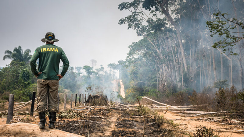 CMA analisa projeto que destina área de queimada ilegal ao reflorestamento — Senado Notícias