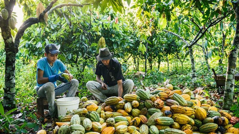 Sancionada lei que cria selo verde para cultura do cacau — Senado Notícias