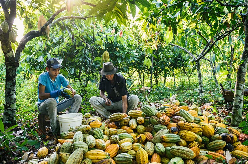 Sancionada lei que cria selo verde para cultura do cacau — Senado Notícias