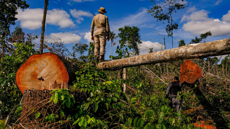 Audiência pública debate Código Florestal e restauração de vegetação nativa — Senado Notícias