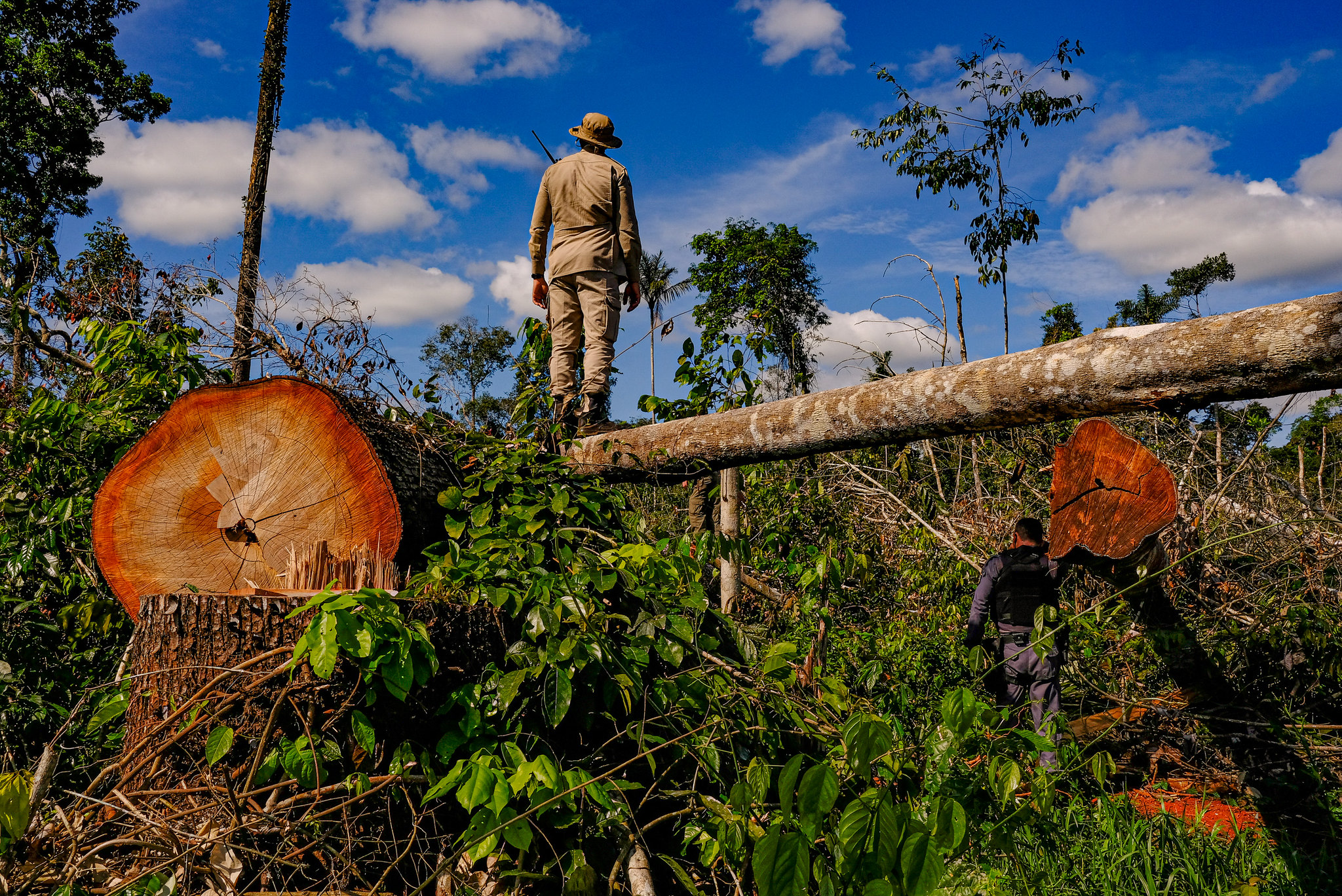 Audiência pública debate Código Florestal e restauração de vegetação nativa — Senado Notícias