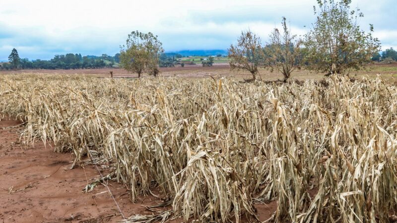 Cheias afetaram mais de 206 mil propriedades rurais, diz Emater-RS