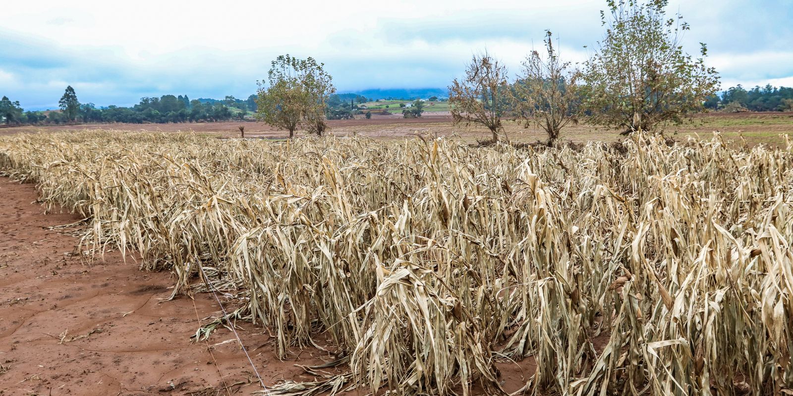 Cheias afetaram mais de 206 mil propriedades rurais, diz Emater-RS