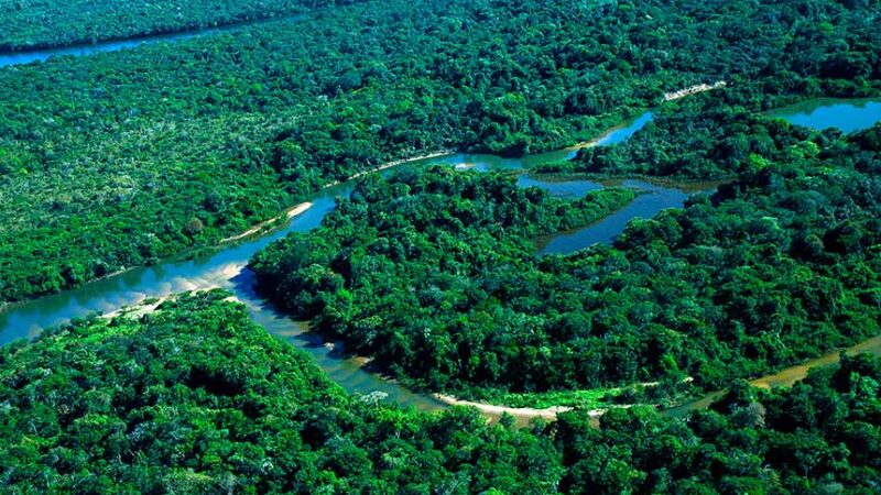 Subcomissão sobre ativos ambientais debate proteção da vegetação nativa — Senado Notícias