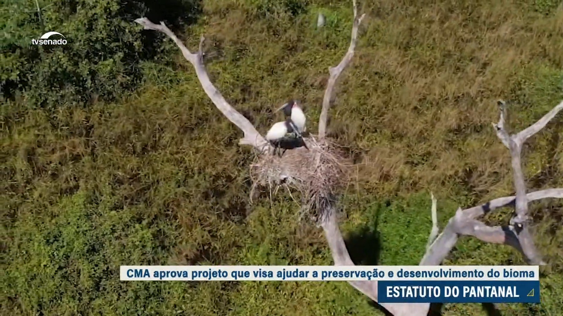 Veja o que prevê o projeto do Estatuto do Pantanal — Senado Notícias