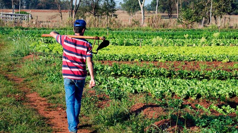 Projeto prevê órgão para gestão de mão de obra rural avulsa — Senado Notícias