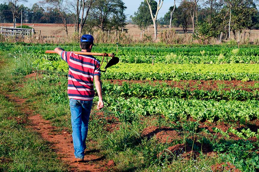 Projeto prevê órgão para gestão de mão de obra rural avulsa — Senado Notícias