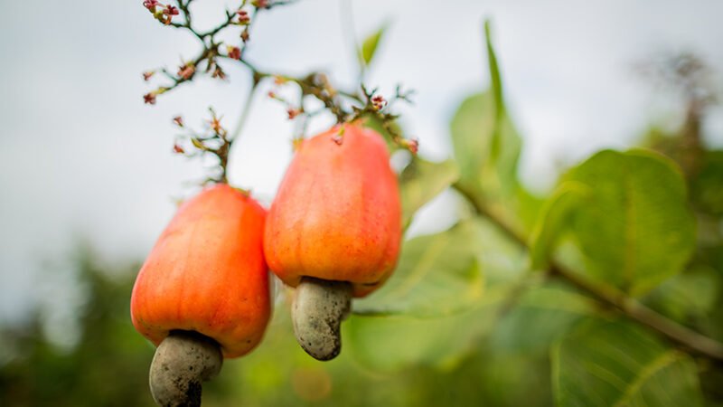 Produção de caju no Brasil é tema de debate na Comissão de Agricultura — Senado Notícias