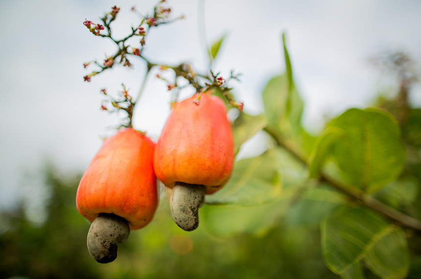 Produção de caju no Brasil é tema de debate na Comissão de Agricultura — Senado Notícias