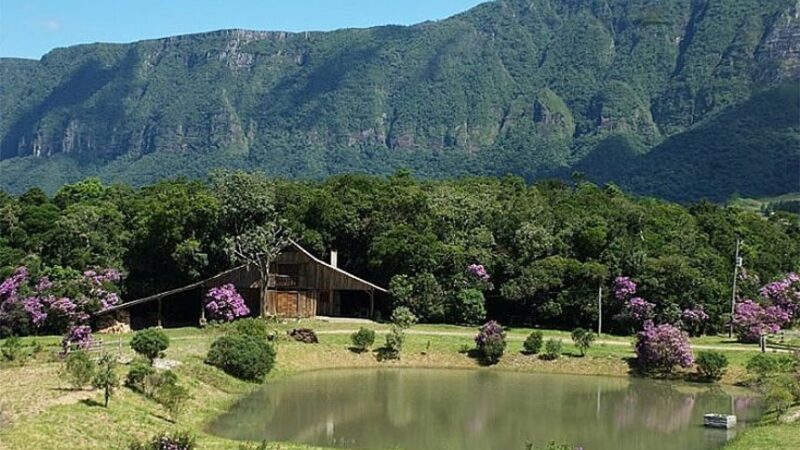 Santa Rosa de Lima, em Santa Catarina, é a Capital Nacional da Meliponicultura — Senado Notícias