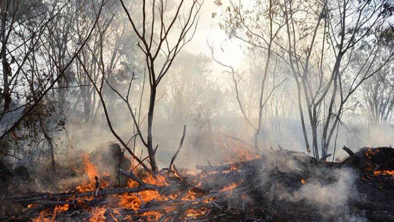 No Dia Nacional do Cerrado, presidente da CMA faz alerta sobre queimadas no bioma — Senado Notícias