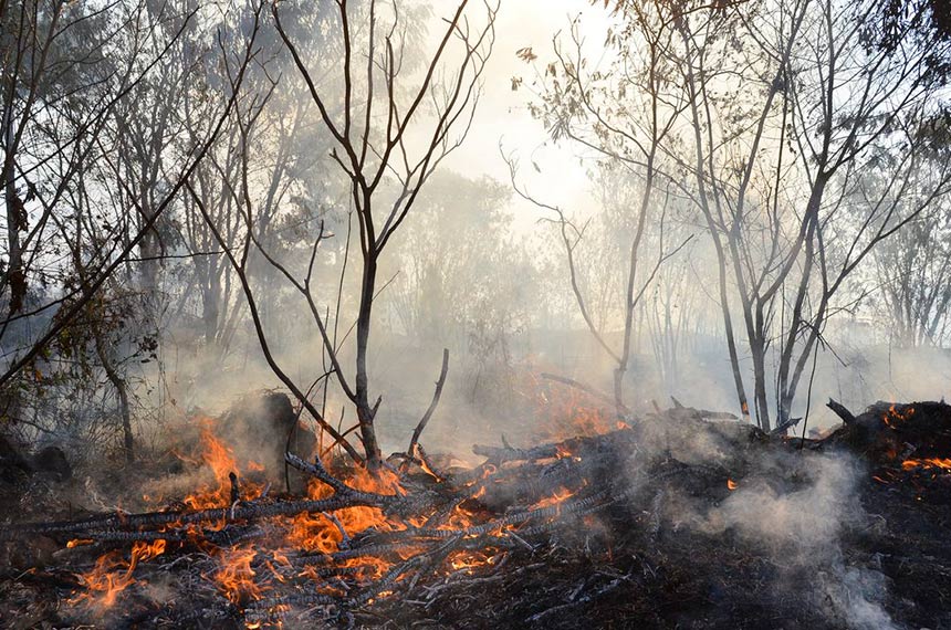 No Dia Nacional do Cerrado, presidente da CMA faz alerta sobre queimadas no bioma — Senado Notícias