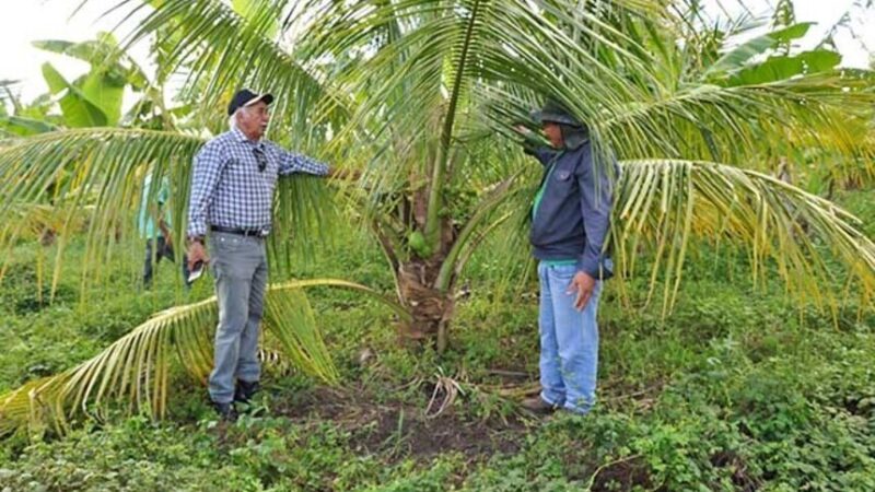 Lei que incentiva a produção de coco é sancionada — Senado Notícias