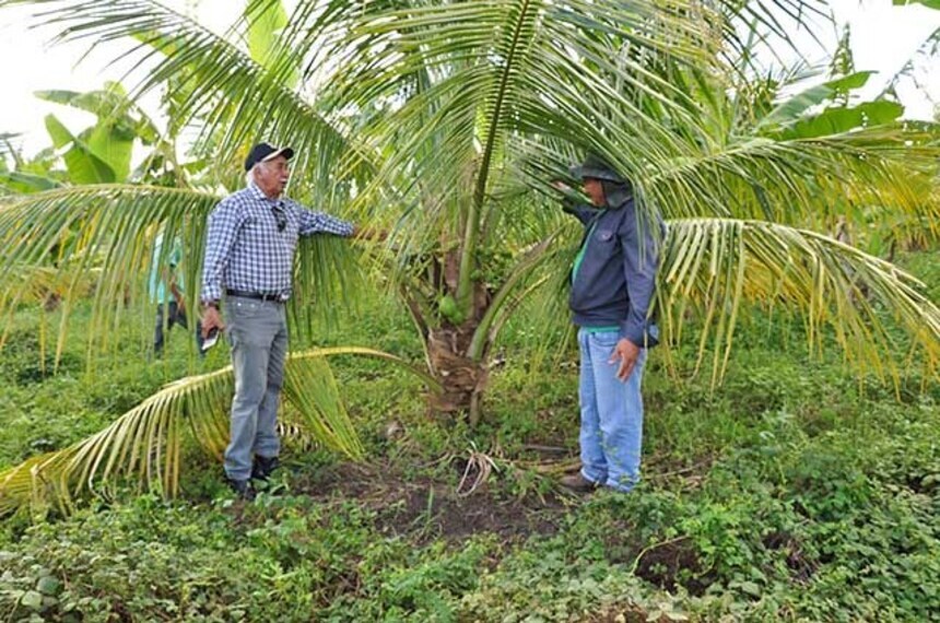 Lei que incentiva a produção de coco é sancionada — Senado Notícias