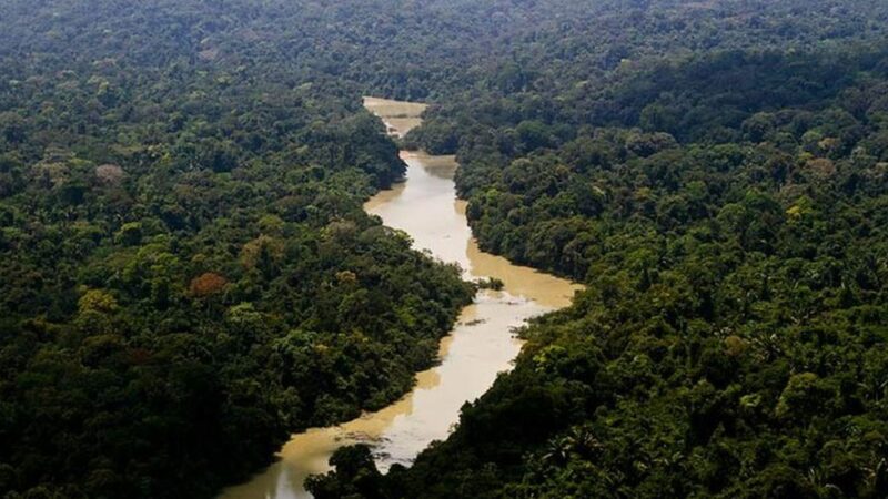 Dia da Amazônia: famílias criam modelo de negócio com restauração