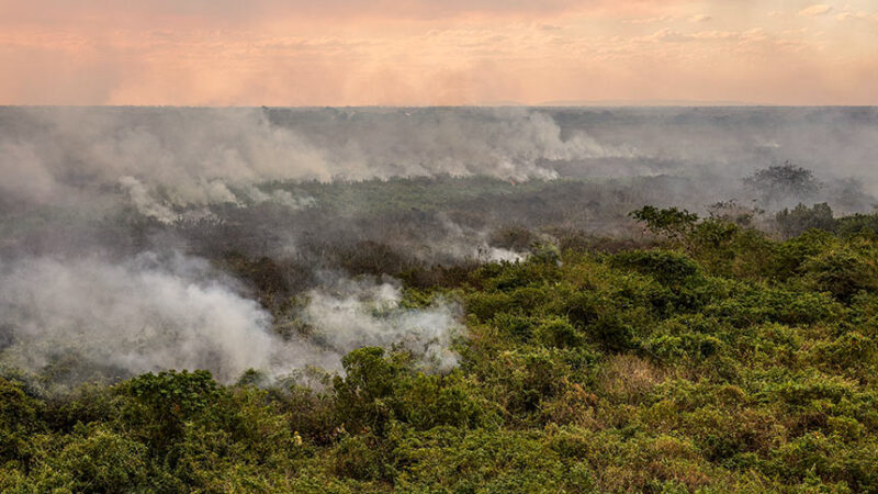 Incêndio criminoso em floresta poderá ser considerado ato de terrorismo — Senado Notícias