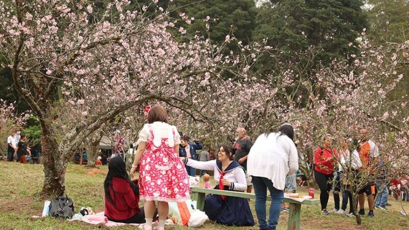 Cerejeiras Festival, em Garça (SP), será incluído no calendário turístico brasileiro — Senado Notícias