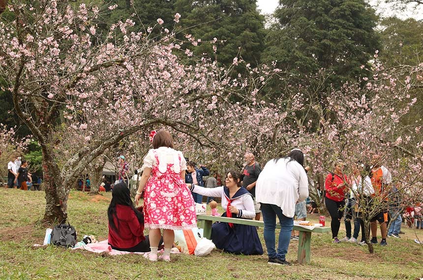 Cerejeiras Festival, em Garça (SP), será incluído no calendário turístico brasileiro — Senado Notícias